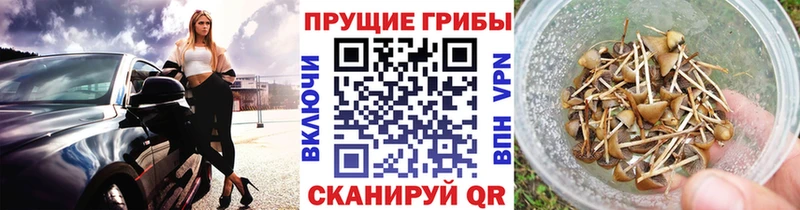 Галлюциногенные грибы Cubensis  цены наркотик  Куса 